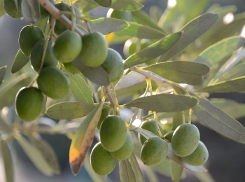 Prémium oliva olaj -nagytételben