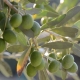 Prémium oliva olaj -nagytételben